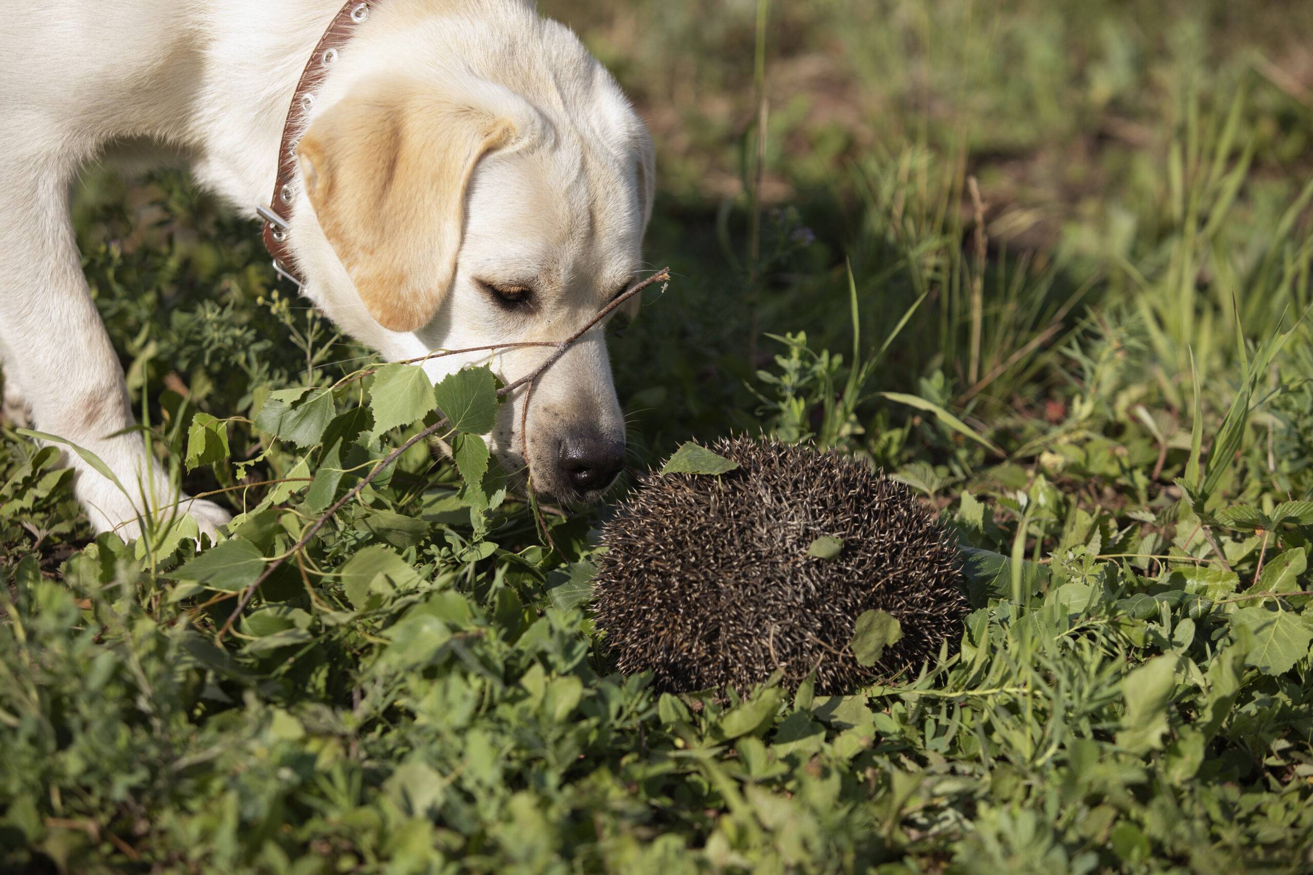 How to Remove Porcupine Quills from Dogs