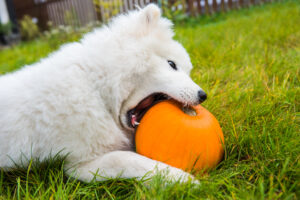 pumpkin for dog diarrhea