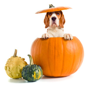 pumpkins for dogs