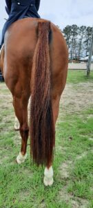 How to get a great horse tail