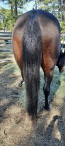 How to maintain a great horse tail