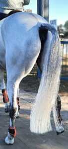 Horse tail health