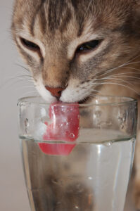 cats that like water