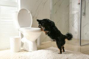 dog drinking out of toilet