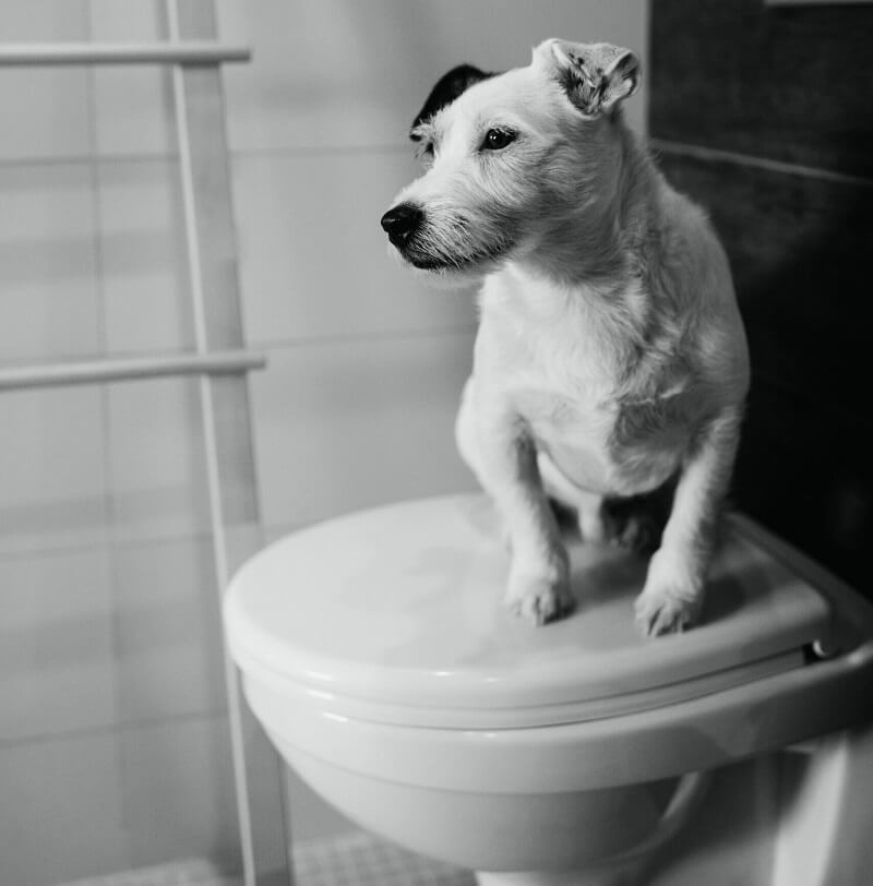 dog drinks from toilet