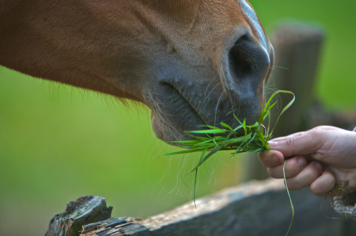 vitamin e for horses