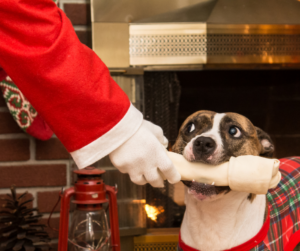 what to feed dog at christmas